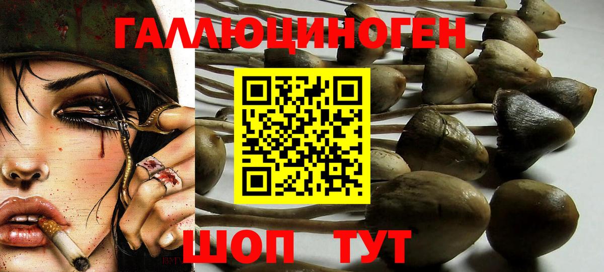Псилоцибиновые грибы GOLDEN TEACHER Домодедово